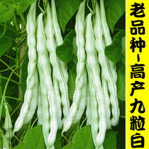 Shandong Laolai young kidney bean seeds super high yield nine white kidney bean seeds spring and autumn Four Seasons sown vegetable seeds