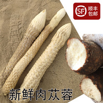 Fresh oil cistanche whole root Inner Mongolia special Alashan 500g male nourishing Epimedium