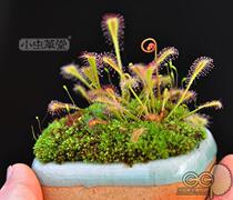 Nest-type Sutchy Cordyceps Cephalopteria Plants Potted Fun Man-eating Flower Seeds Indoors Mosquito Repellent