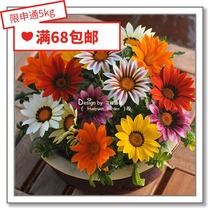 Flower edge Pickles imported flower seeds * Pan American * Order Zhangju * New Day series 10 pills
