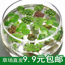 Duckweed Water Cultivation Water Quality Purification Fish Tank Office Plant Water Grass view Aquatic Duckweed Pond Hydropony