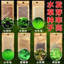 Fish tank aquarium bottom water grass seed package Mini pair leaf foreground Grass real turf lawn mowing decoration