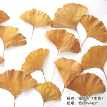 Natural Ginkgo biloba yellow ebony leaf plant specimen leaf Art glass partition window jewelry Flower bookmark