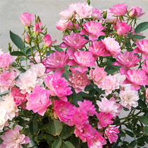 Monthly season the stars blossom miniature multi - flower bush rose seedlings in the courtyard potted plants