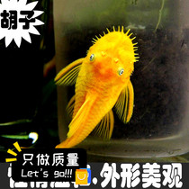 Gold beard shaped scavenger Blue-eyed beard Grass tank Boutique small algae removal tool Tropical fish Ornamental fish