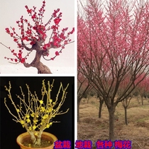 Balcony Cold Resistant Native Red Plum Bonsai Vegetarian Plum Potted Plum Potted Tree Plum Blossom Courtyard Plum Blossom Plum Blossom Plum Blossom Plum Blossom