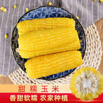 Yanbian specialty big corn sweet corn yellow corn Changbai Mountain quick-frozen fresh-keeping sticky corn cob farmers 6