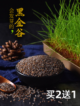 Black Golden Valley rice 500g oats Black millet Shaanxi Qinling five-grain porridge raw material blood oats