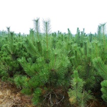 Garden Forest Green Seedwood Patio Plant Flowers Black Pine Sapling Black Pine Sapling Bonsai Fry All Four Seasons Evergreen Track Saplings