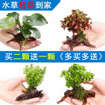 Fish tank landscaping lazy water plant plant decoration sunken wood water Banyan novice climbing ground pearl crown oxygen real grass