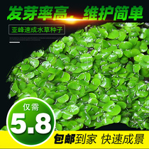 Aquatic Grass Seed Set Live Wholesale Landscape Lazy Dwarf Pearl Foreground Fish Tank Aquarium Ornamental Fish Cow Felt