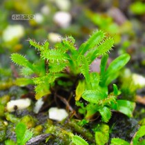 D arcturi Rare temperate D arcturi Herbivorous plant Small Cordyceps Herbivorous Plant Potted Cordyceps