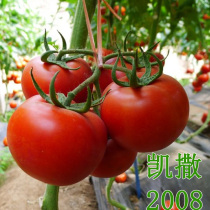 The Netherlands Caesar 2008 Tomato Seeds Red Fruit Tomato Seed Seed Seed Disease Resistance High Yield Spring and Autumn Open-air shed