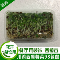 (Vegetables Full 98) Fresh Miao Vegetable Fragrant Toon of edible Miao Vegetables Vegetables