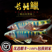 Long-finned Chinese native fish freshwater stream torrent broad-finned hyena horse mouth fish peach blossom fish tropical ornamental fish live