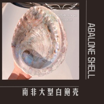 Pharmacist home South Africa giant white abalone shell White Dingsheng wooden bracket set spiritual burning utensils beautiful magic White