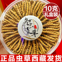(Multiple Specifications)Cordyceps Flagship store Cordyceps Dry Cordyceps Gift gift 10g gift box