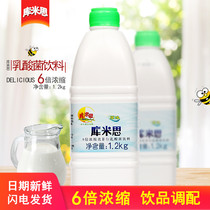 Kumis original lactic acid bacteria beverage 1 2kg yogurt milk tea shop special yogurt milk concentrate baking commercial