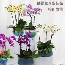 Phalaenopsis potted large with flower sword opening gift gift New year flower front desk high-end indoor plants Shanghai City send