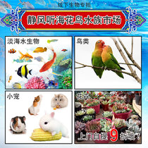 Offline fishing farms Live creatures shoot quiet wind listen to sea flowers and birds Aquarium market