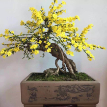 Welcome spring flowers slim bonsai miniature living-room balcony office with potted flowers green plants to greet spring flowers