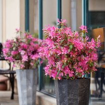 Saplings and seedlings Outdoor four seasons rhododendron potted seedlings Anku flowering Imported shrubs Garden courtyard flowers and plants