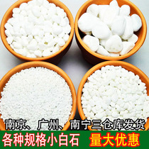 Natural white stone white pebbles rain stone fleshy paving stone Fish tank landscaping plant potted small stone