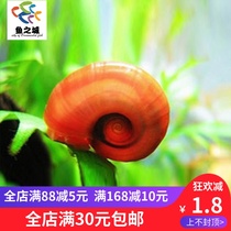 City of Fish Apple Snail Freshwater Snail Horn Screw Grass Tank Algae Snail Ornamental Fish Tank Snail Tool Snail Living