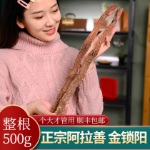 Authentic golden lock whole root Yang Wild premium Inner Mongolia Alashan Male nourishing health brewing wine brewing tea 500g