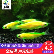 Fish City Fluorescent Zebra Fish Taiwan Fluorescent Zebra Fluorescent Zebra Marfish Green Apple Purple Blue Zebra Fish Living