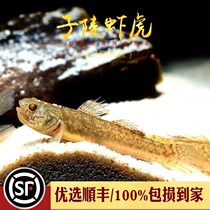 Ziling kiss gobby seed Lingling Gobo fish Tiger native cold water freshwater climbing rock Loach white-faced shrimp live