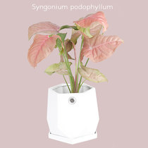 Pink lovers taro pink butterfly pink beauty office green plants potted plants shade-resistant heat-resistant