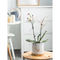 Orchid flower pot special high-end root control small flower pot ceramic Nordic simple light luxury high-end net red flower pot 2021 New
