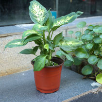 Thickened disposable flower pot seedling basin nutrient bowl breeding potted plant green planting cuttage strawberry basin Multi-meat plastic flower pot