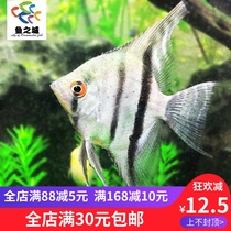 The God Fairy Fish Seven Colorful Gods Fairy Fry of the Divine Fairy and the Divine Fairy of the Divine Fairy.