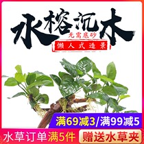 Fish tank Real water plant landscaping Water Banyan tree Shenmu one-piece living large leaf freshwater aquarium decoration lazy entry package