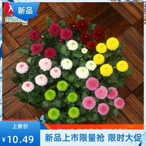 Ping Pong Chrysanthemum seeds Potted flowers plants Balcony indoor and outdoor balls Chrysanthemum four seasons flowers Daisy seeds seeds easy to live 