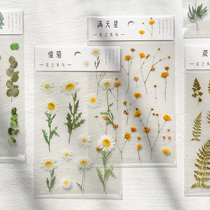 Hand account stickers Plant flower daisy PET hand account transparent Korea sticker pack waterproof refrigerator mobile phone decoration stickers Small fresh plant album diary decoration stickers