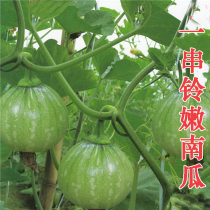 A string of Bell pumpkin seeds young pumpkin seeds small high yield sweet early-maturing spring sown Four Seasons vegetable seeds farmers
