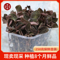 Shengrengren forest original ecology 8 months Anoectochilus fresh 250g large round leaves Fujian Nanjing fresh picking
