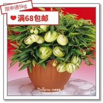 Flower edge pickle imported vegetable seeds * British TM*Perennial*Cantaloupe eggplant Cantaloupe pear longevity fruit 5 pieces