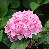 (Live special shot) Mr. Teas garden endless summer hydrangea potted flower seedlings with flower buds bride with flowers delivery