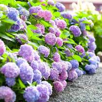 (Hydrangea)Eight immortals Ziyang flowers green plants endless summer eight immortals seedlings outdoor potted plants balcony courtyard