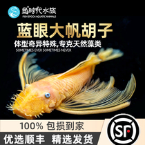 Fish tank other than algae master heterotypic fish blue eye big sails big fan-alga black hair brown algae Angels gold bearded fish live