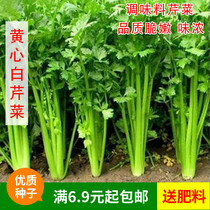 Yellow heart White celery seeds caraway varieties Spring and Autumn Winter sowing balcony potted vegetable garden vegetable seed