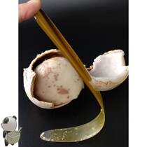 Coconut egg knife coconut egg soft knife to take coconut coconut meat knife digging coconut soft knife thick digging coconut knife tool