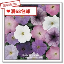 Flower edge Pickles imported flower seeds * Pan American * Petunia * Petunia * Carpet series 10 pellets