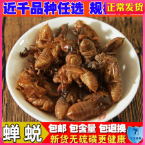 New goods selected without sulphur washed cicadas metamorphosed cicadas to the skin of the leather 250 gr