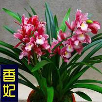 Selected fragrant budding Bluegrass Orchid seedlings Cymbidium Spring Orchid Jianlan cooked grass Indoor green plants Four seasons flower potted plant