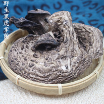 Tiger Palm Dried Tiger Palm 50g Yunnan Specialty Fresh Sun-dried Pot Soup Ingredients Edible Fungi